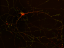 Neurons